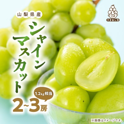 厳選 池田青果のシャインマスカット2房～3房(1.2kg相当) ふるさと納税