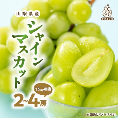 厳選　池田青果のシャインマスカット2房～4房(1.5kg相当) ふるさと納税