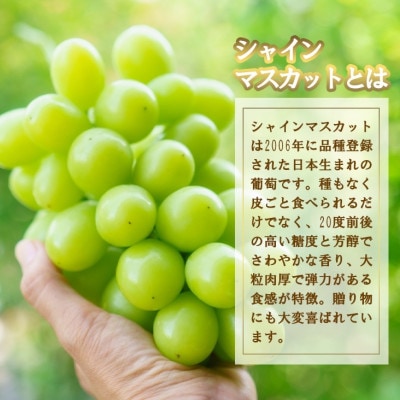 厳選　池田青果のシャインマスカット2房～4房(1.5kg相当) ふるさと納税