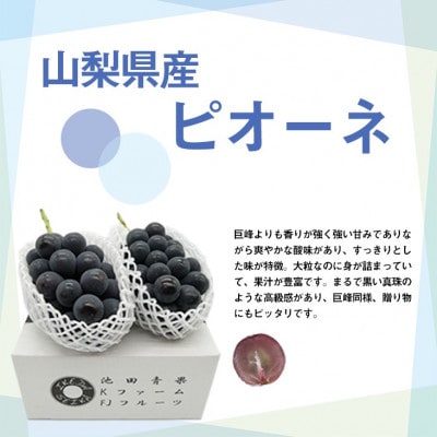厳選!!池田青果のピオーネ　2房 ふるさと納税　計1kg以上