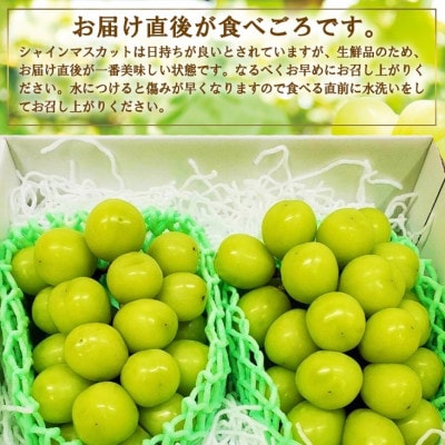 【訳あり】 池田青果のシャインマスカット2房　1kg ふるさと納税