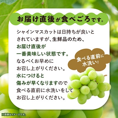 【訳あり】 池田青果のシャインマスカット2房～3房　1kg ふるさと納税