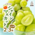 【訳あり】池田青果のシャインマスカット2房～3房1.2kg相当ふるさと納税