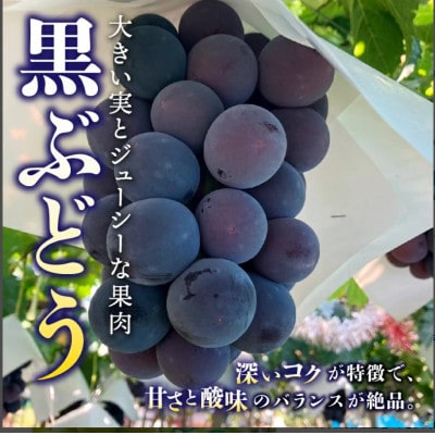 【発送月固定定期便】桃2kg(5～8玉)　黒ぶどう1房　シャインマスカット2房1kg以上全3回