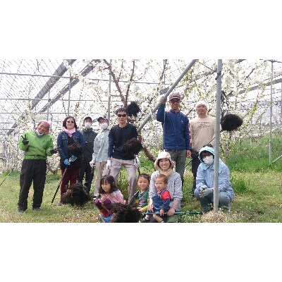 先行受付 山梨県産 栽培期間中農薬 化学肥料節減2lサイズさくらんぼバラ詰め500g お礼品詳細 ふるさと納税なら さとふる