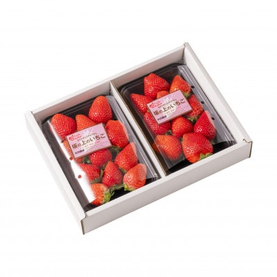 山梨県産坂の上のいちご280g×2