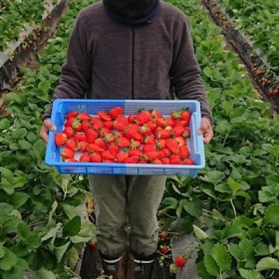 山梨県産坂の上のいちご280g×2