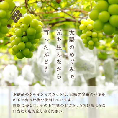  シャインマスカット 2～3房(計約1.2kg)【訳あり】