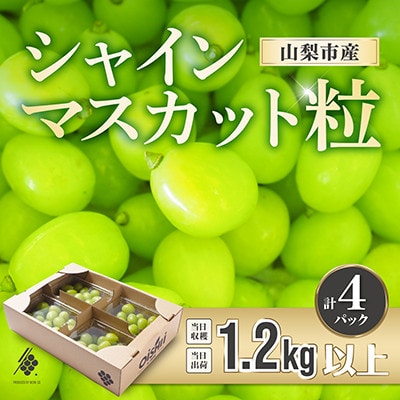 【先行受付2026年発送】 シャインマスカット 粒 約1.2kg 【訳あり】ぶどう 粒カット