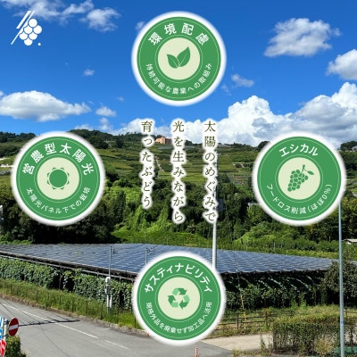 シャインマスカット 2～3房 計1kg 訳あり ご家庭用