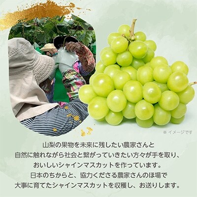【先行受付】山梨市産農福連携シャインマスカット2房(2房合計1kg程度) ふるさと納税
