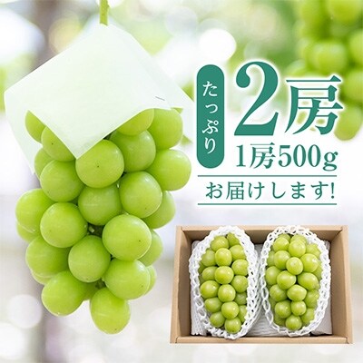 【先行受付】山梨市産農福連携シャインマスカット2房(1房500g)
