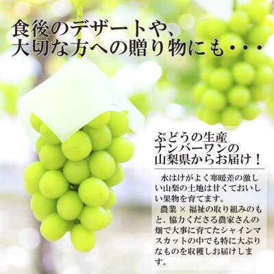 【先行受付】山梨市産農福連携シャインマスカット2房(2房合計1kg程度) ふるさと納税