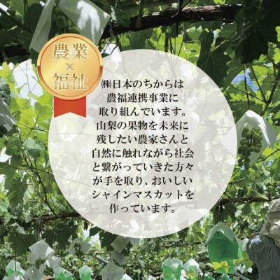 山梨市産農福連携シャインマスカット1房(1房500g以上)