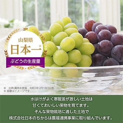 山梨市産農福連携 シャインマスカット&黒系ぶどう 各1房(2房合計1kg程度)
