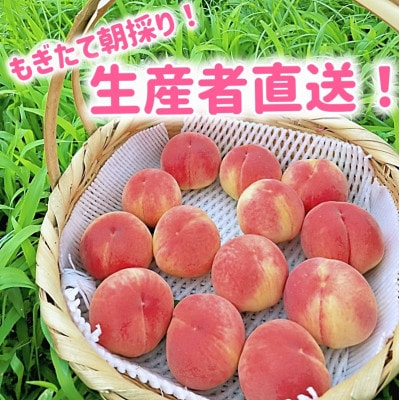 山梨市産白桃 みんなにやさしい農福連携栽培(1箱2kg程度) ふるさと納税