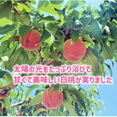 山梨市産白桃 みんなにやさしい農福連携栽培(1箱2kg程度) ふるさと納税
