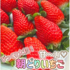 【おばあちゃんの愛情たっぷり】山梨県山梨市産びっくり大粒いちご【章姫】【通常便】