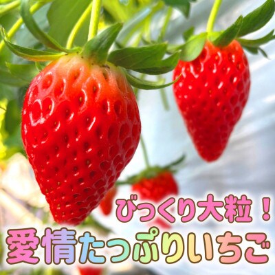 【おばあちゃんの愛情たっぷり】山梨県山梨市産びっくり大粒いちご【章姫】【冷蔵便】