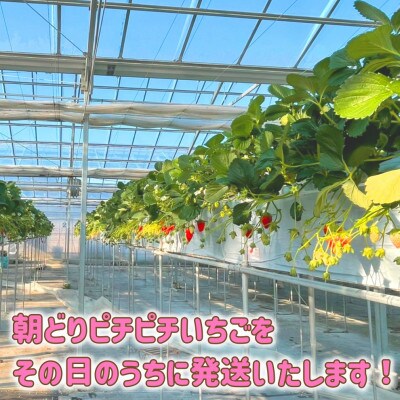 【おばあちゃんの愛情たっぷり】山梨県山梨市産びっくり大粒いちご【章姫】【冷蔵便】