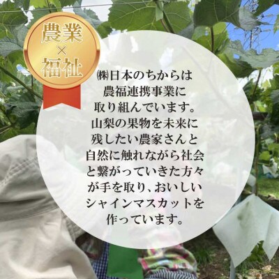 極上!農福連携シャインマスカット2房(2房1.2kg程度) 山梨市ふるさと納税