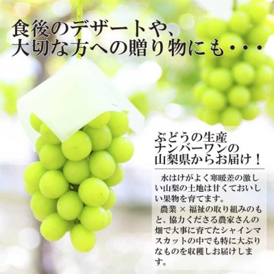 極上!農福連携シャインマスカット2房(2房1.2kg程度) 山梨市ふるさと納税