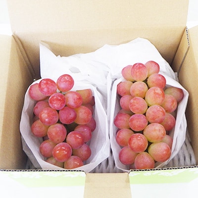 【甘さと香りをお楽しみください!】山梨県オリジナル新品種サンシャインレッド!【計1kg程度】