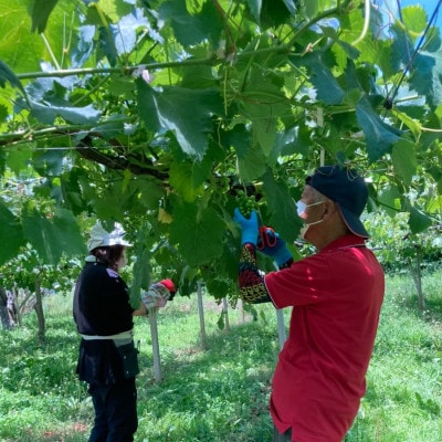 2026年先行受付【見た目は訳あり?味は満足!】農福連携シャインマスカット計1kg【ご家庭用】