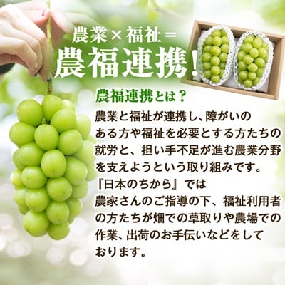 2026年先行受付【見た目は訳あり?味は満足!】農福連携シャインマスカット計1kg【ご家庭用】