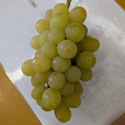 2026年先行受付【見た目は訳あり?味は満足!】農福連携シャインマスカット計1kg【ご家庭用】