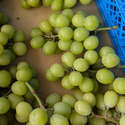 2026年先行受付【見た目は訳あり?味は満足!】農福連携シャインマスカット計1kg【ご家庭用】