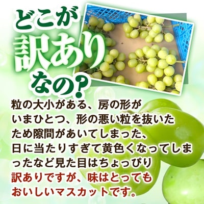 2026年先行受付【見た目は訳あり?味は満足!】農福連携シャインマスカット計1kg【ご家庭用】