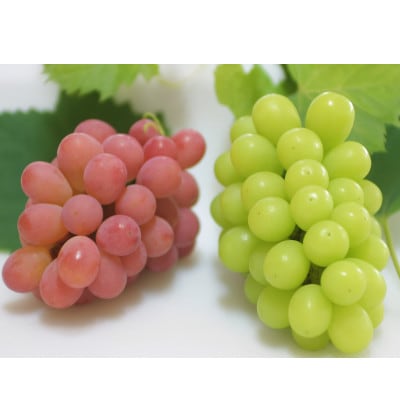 【2026年発送】サンシャインレッド&シャインマスカット 贅沢2色食べ比べ 計1kg 【農福連携】