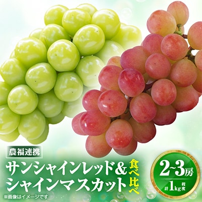 【2026年発送】サンシャインレッド&シャインマスカット 贅沢2色食べ比べ 計1kg 【農福連携】