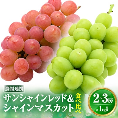 【2026年発送】サンシャインレッド&シャインマスカット 贅沢2色食べ比べ 計1kg 【農福連携】