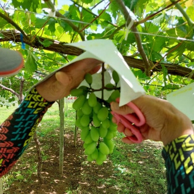 【2026年発送】サンシャインレッド&シャインマスカット 贅沢2色食べ比べ 計1kg 【農福連携】
