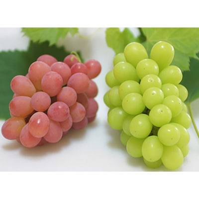 【2026年発送】サンシャインレッド&シャインマスカット 贅沢2色食べ比べ 計1kg 【農福連携】