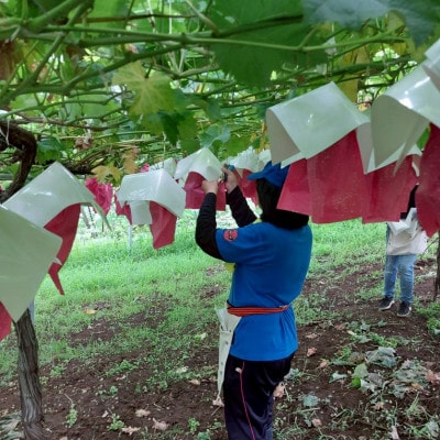 【2026年発送】サンシャインレッド&シャインマスカット 贅沢2色食べ比べ 計1kg 【農福連携】