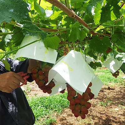 【2026年発送】サンシャインレッド&シャインマスカット 贅沢2色食べ比べ 計1kg 【農福連携】