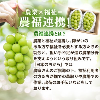 【2026年発送】サンシャインレッド&シャインマスカット 贅沢2色食べ比べ 計1kg 【農福連携】