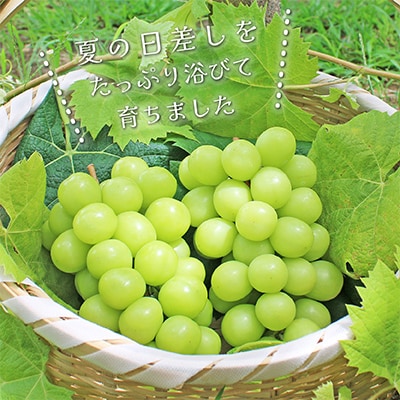 山梨県産 シャインマスカット 2.5kg以上(4～6房) 山梨が誇る 人気果物