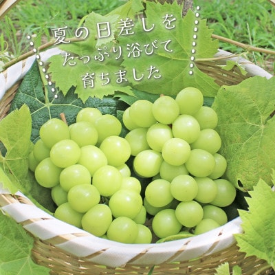 2027年発送 先行予約　山梨県産 シャインマスカット 約2.5kg(4～6房) 旬の果物