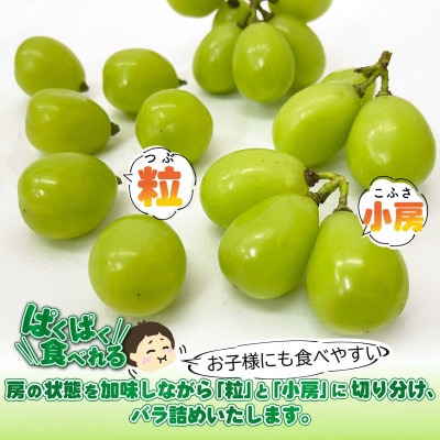【2024年発送】山梨県産シャインマスカット1kg以上(バラ詰め)