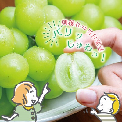 山梨県産シャインマスカット約2kg(3~5房)