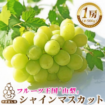 2026年発送　シャインマスカット1房(約500g)