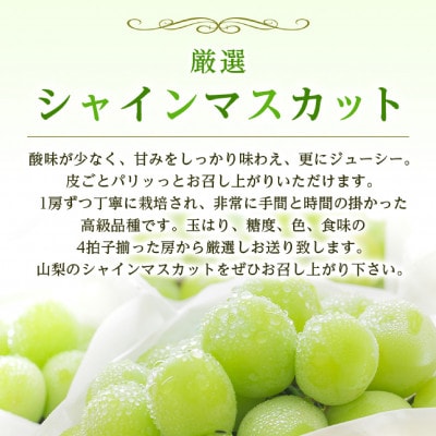 2026年発送　シャインマスカット1房(約500g)