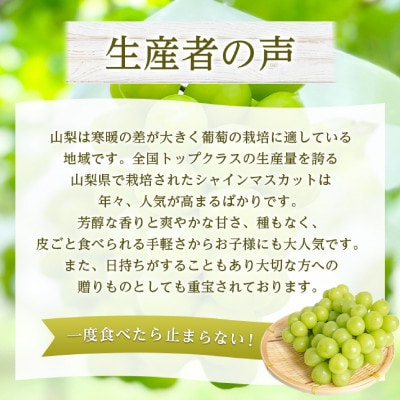 2026年発送　シャインマスカット1房(約500g)