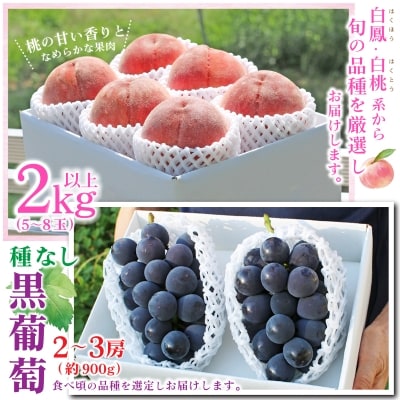 【発送月固定定期便】2026年発送 山梨 旬の果物 桃+種無し黒ぶどう+シャインマスカット 全3回