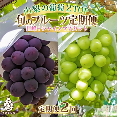 【発送月固定定期便】2025年発送 山梨フルーツ旬の果物 種無し巨峰+シャインマスカット 全2回