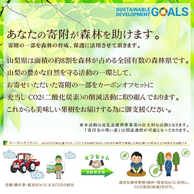 【発送月固定定期便】2025年発送 山梨フルーツ旬の果物 種無し巨峰+シャインマスカット 全2回